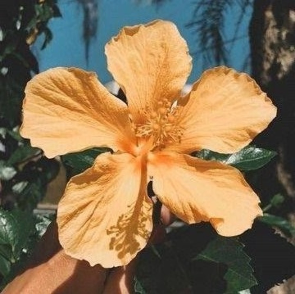 Meet your Posher, Weaam